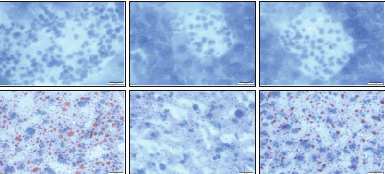 Body weight trajectories and metabolic parameters are compared between vitamin A-sufficient and vitamin A-deficient mice over the study period.