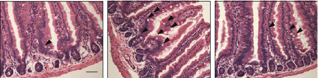 Comparison of gut microbiota composition across vitamin A-sufficient, deficient, and diet-repleted groups demonstrates partial restoration of microbial communities after vitamin A repletion.