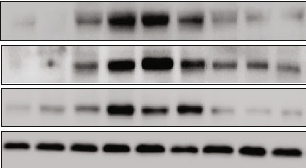 Functional prediction analysis of gut microbiota identifies metabolic pathways altered by vitamin A deficiency that may impact islet cell function.