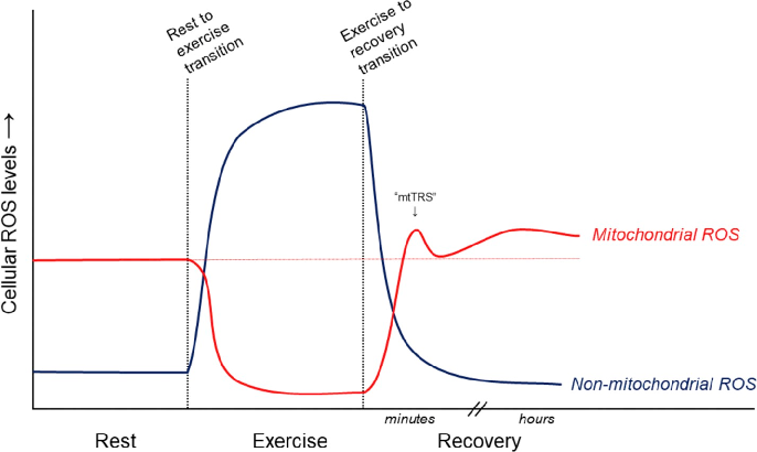 Fig. 1. Proposed relative contributions of mitochondrial and non-mitochondrial sources of ROS to overall cellular ROS levels in skeletal muscle during and in the minutes and hours following a single session of endurance exercise. mtTRS, mitochondrial tran