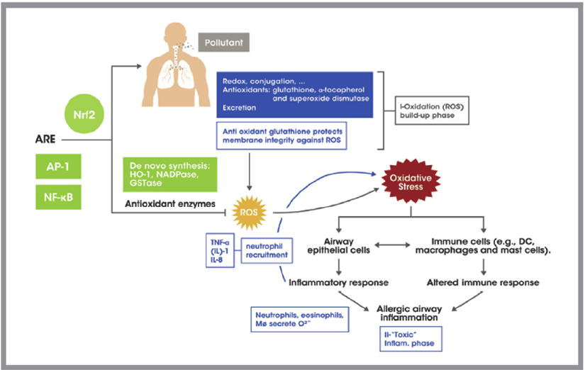Fig. 4 Generation of oxidative stress by pollutant: role in allergic airway inﬂammation, Adapted from Li N. et al. J Allergy Clin Immunol. 2016, 138, 2: 366–396.35, ARE: Antioxidant response element; Nrf2: Nuclear Factor (erythroid derived 2) like 2, AP-1