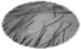 Fig. 2 Representative dermoscopic image from enrolled subjects at baseline (T0)