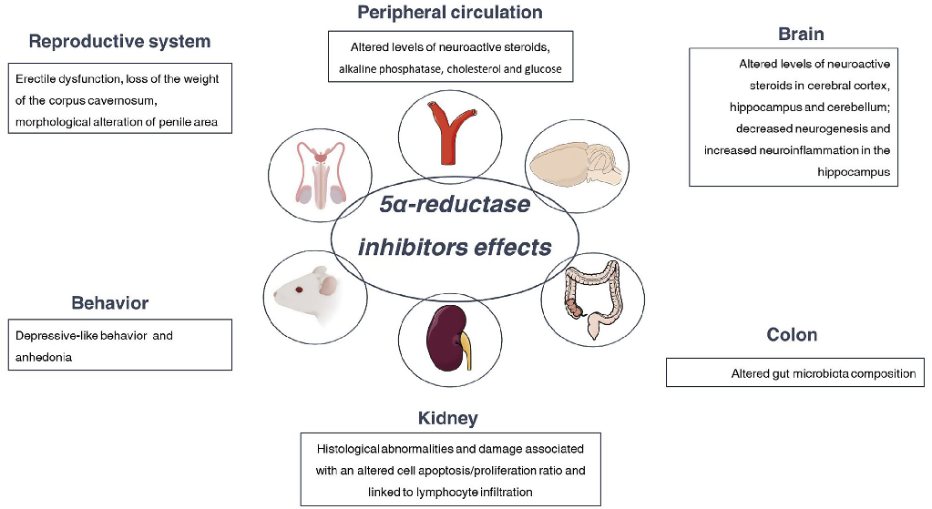 Fig. 3. Side eﬀects of treatment with 5 alpha-reductase inhibitors in experimental models. For details, see text.