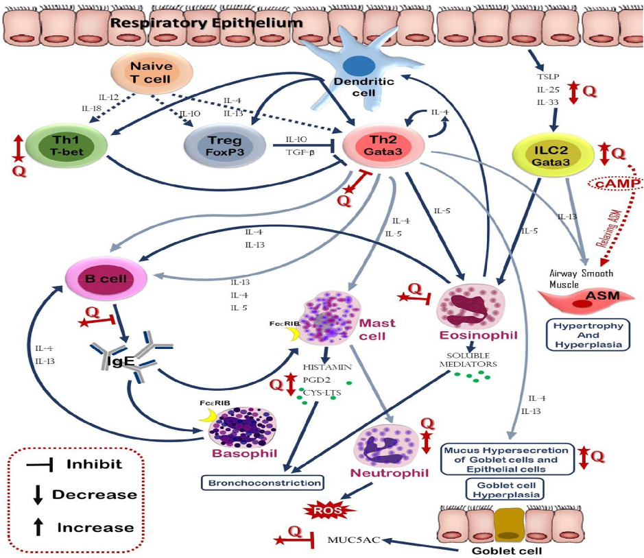 Fig. 2 Different effects of quercetin on immune cells involved in asthma