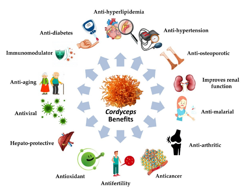 Figure 3. Pictorial representation of Cordyceps therapeutic potential in general. Table 2. Nutraceutical products from Cordyceps available on the global market.