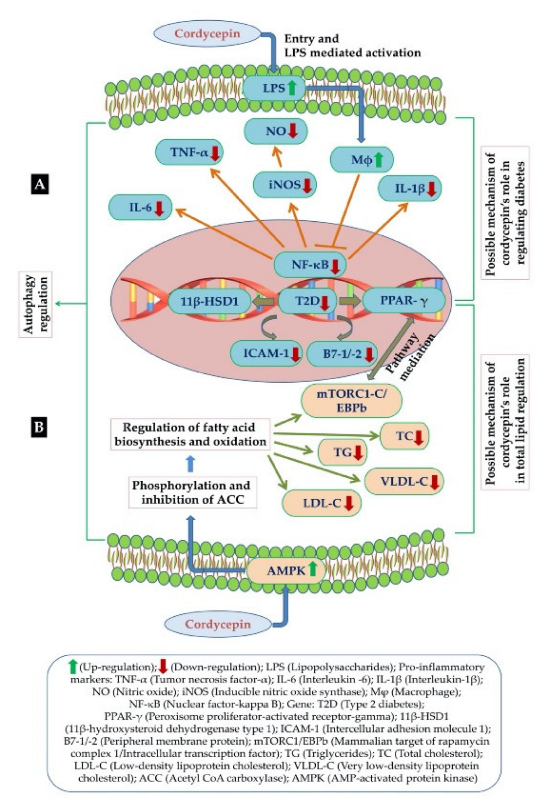 Figure 4. (A) Possible mechanism of cordycepin for its anti-diabetic activity (B) Possible mechanism of cordycepin in regulation of fat metabolism in hyperlipidemia [47].