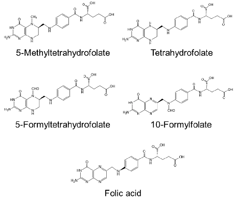 Figure 2. Homocysteine metabolic pathway in mammals. Abbreviations: B6, vitamin B6; B12, vitamin B12; CBS, cystathionine β-synthetase; DHF, dihydrofolate; MS, cobalamin-dependent methionine synthase; SAM, S-adenosyl methionine; SAH, S-adenosyl homocystein