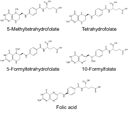 Figure 3. Chemical structures of folate compounds found in commercially available Chlorella products.