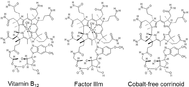 Figure 4. Chemical structures of vitamin B12 and related compounds found in commercially available Chlorella products. Abbreviations: Factor IIIm, 5-methoxybenzimidazolylcobamide.