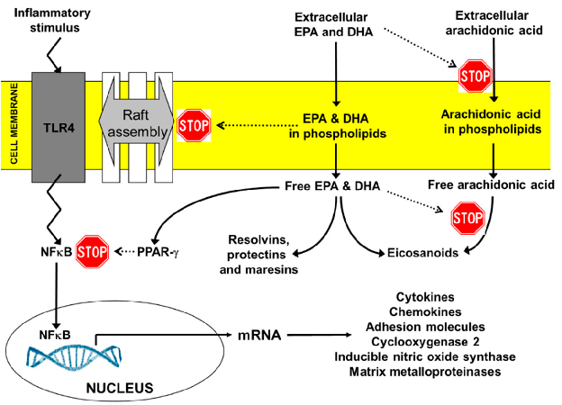 Key anti-inflammatory actions of EPA and DHA include suppression of NF-kB activation, reduction of pro-inflammatory eicosanoid production, inhibition of NLRP3 inflammasome activation, and promotion of regulatory T-cell differentiation through PPAR-gamma signaling.