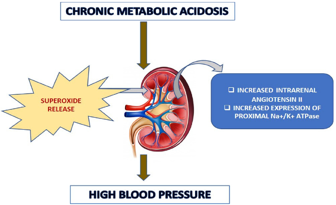 Figure 13. Schematic representation of possible pathophysiological routes of acidosis-induced increased blood pressure.