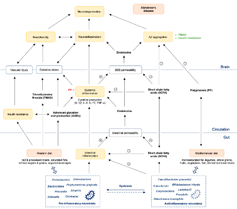 Figure 1. Gut dysbiosis promotes intestinal and systemic inﬂammation with consequently Aβ aggregation and neuroinﬂammation ﬁnally leading to neurodegeneration and Alzheimer’s disease. Abbreviations: Aβ = amyloid beta; PP = polyphenols; SCFA = short chain 