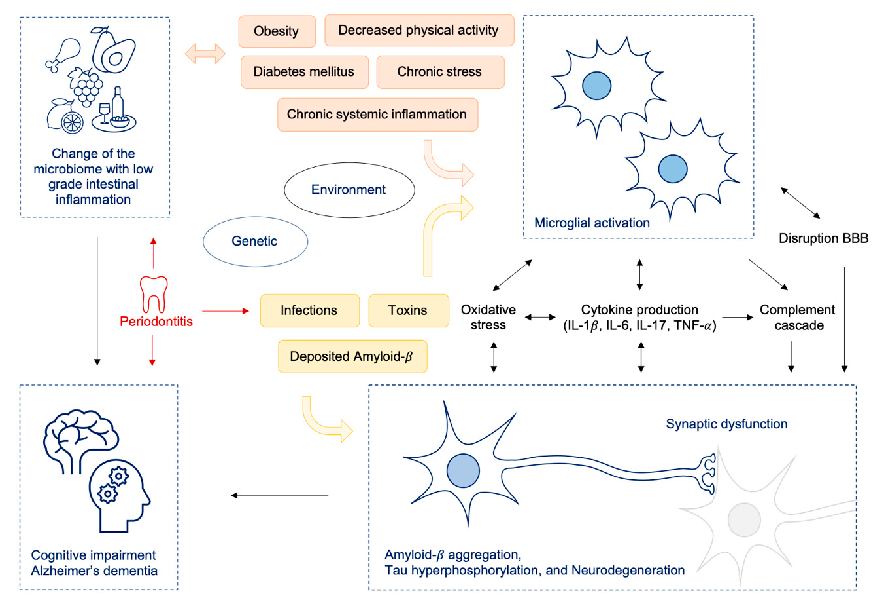 Figure 2. Change of the microbiome (e.g., by Western diet) resulting in intestinal dysbiosis leads to low grade inﬂammation in the gut and to increased intestinal and BBB permeability and consecutively to neuroinﬂammation and cognitive decline; oral patho