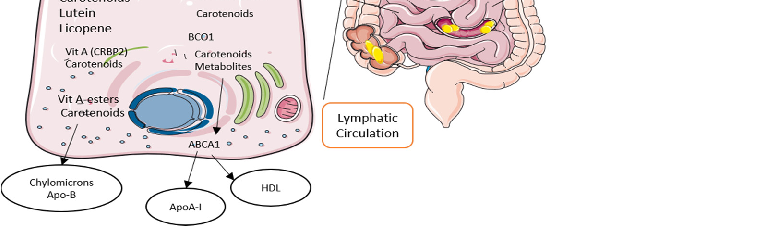 Figure 3. Uptake, transport, and secretion pathways of marine carotenoids in the human body.