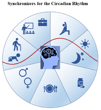 Figure 1. Factors inﬂuencing the rest–activity circadian rhythm and the sleep–wake cycle.