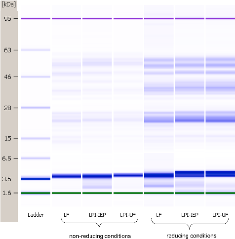 Fig. 2. Gel-like images of the lentil protein sources under non-reducing and reducing conditions obtained from Bioanalyzer using an Agilent 80 + protein chip.