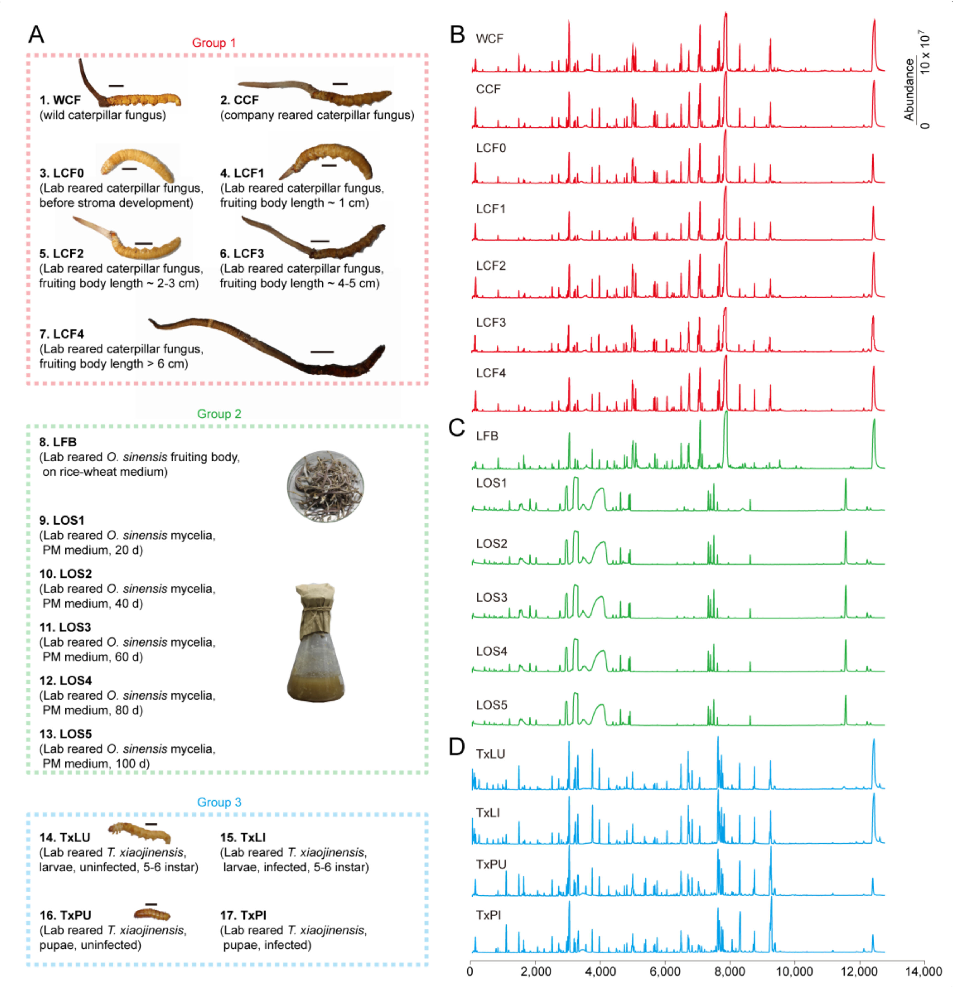 Experimental results examining stage, with data points illustrating key findings related to cordyceps, a parasitic complex of the fungus Ophiocordyceps sinensis (Berk.) (Hypocreales: Ophiocordycipitaceae) and .