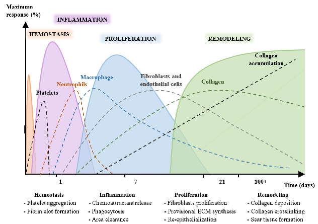 PRISMA flow diagram details the screening and selection process for studies on glutamine supplementation and wound healing. From the initial database search, studies were filtered through title screening, abstract review, and full-text assessment.