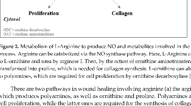 Characteristics of included studies on arginine supplementation for wound healing are summarized in tabular form. The table captures study design, participant demographics, dosage protocols, and primary outcome measures across the selected trials.