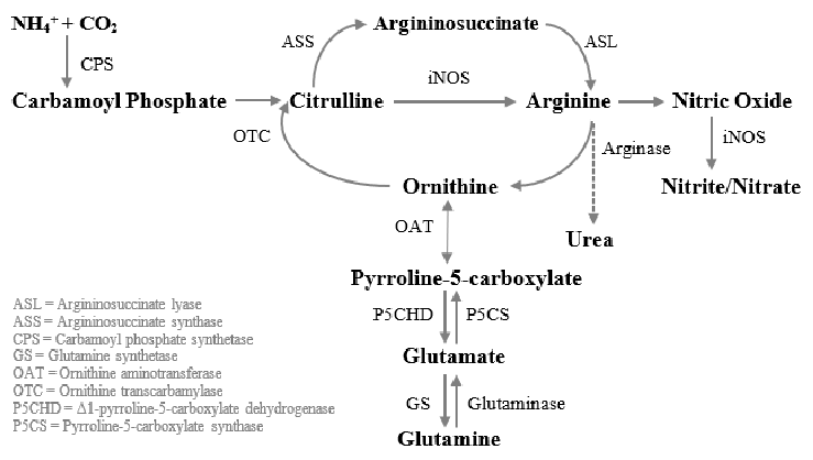 Glutamine-to-arginine metabolism in human macrophages is mapped, showing the conversion of carbamoyl phosphate and ornithine to citrulline via ornithine transcarbamylase, and subsequent transformation to argininosuccinate. This pathway is central to understanding how glutamine supports immune-mediated wound repair.