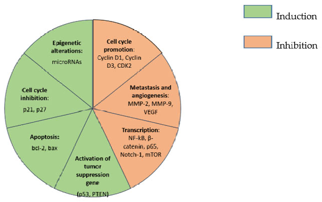 Figure 2. Summarized effects of curcumin on cancer cells. Key: CDK2, cyclin-dependent kinase 2; MMP-2, matrix metallopeptidase 2; MMP-9, matrix metallopeptidase 9; VEGF, vascular endothelial growth factor; NF-kb, nuclear factor kappa-light-chain-enhancer 