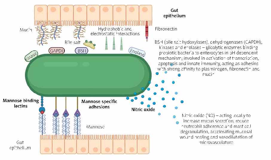 Figure 2. Adhesive properties and mechanism of action of LP299v probiotic strain [28, 30, 31]. Some mechanisms of probiotic action might be widespread; others frequently observed, yet others may be rare and characteristic for only a few strains of a given