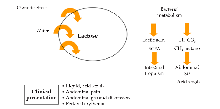 Intolerance symptoms are caused by the osmotic effect of lactose on the intestinal lumen and by the fermentation effect of colonic bacteria that produce gases, such as hydrogen, carbon dioxide, and methane (H2, CO2, and CH4), acid and harmful metabolites.