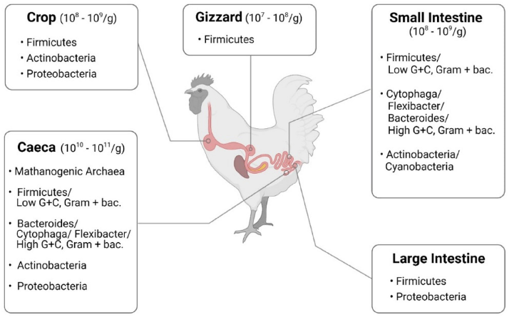 Prebiotic supplementation in poultry diets selectively promotes beneficial cecal microorganisms, particularly Bifidobacterium and Lactobacillus, leading to increased short-chain fatty acid production and improved gut barrier function.