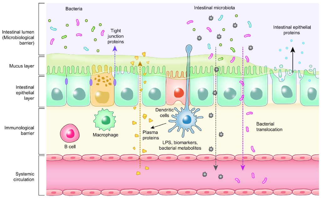 Essential oil compounds from oregano, thyme, and cinnamon demonstrate dose-dependent antimicrobial activity against common poultry pathogens. Their mode of action involves disrupting bacterial cell membrane integrity.