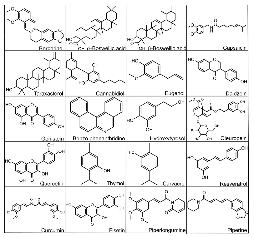 Synbiotic combinations in poultry nutrition show additive or synergistic effects compared to individual probiotic or prebiotic supplementation. Performance metrics including feed conversion ratio and weight gain may improve with optimized formulations.