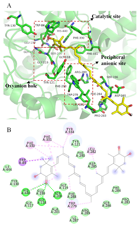 Figure 6. 3D (A) and 2D (B) structural simulation of all-trans astaxanthin interacting with acetylcholinesterase.