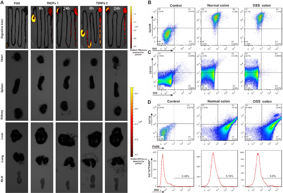 Fig. 4 TDNPs 2 preferentially localized to the inflamed colon. A Digestive tract, mesenteric lymph nodes (MLN), and vital organs (Heart, liver, spleen, lung, kidney, and) were imaged by IVIS® Spectrum imaging system. B–D FACS was used to determine the pop