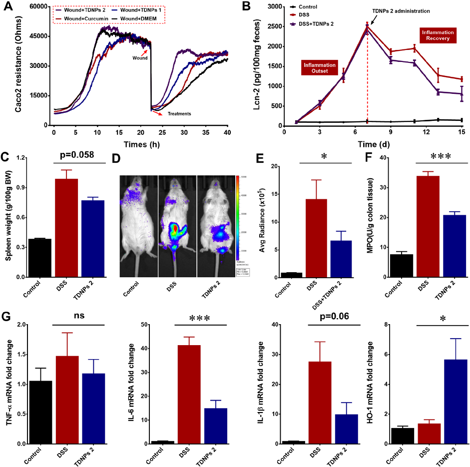 Fig. 8 Oral administration of TDNPs 2 accelerated inflammation resolution of colitis. A ECIS wound healing assay. B Lcn-2 quantification (n= 5).