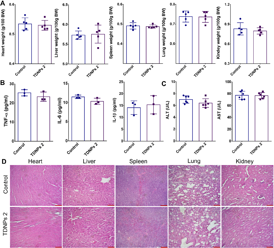 Fig. 9 Biocompatibility evaluation of TDNPs 2. A Vital organs weights (n= 5). B Pro-inflammatory cytokines (n= 5). C Indicators reflected the physiological function of the liver were evaluated. D H&amp;E staining, scale bar: 50 μm