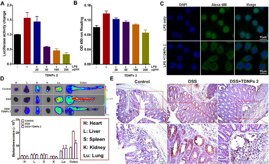 Fig. 10 TDNPs 2 exerted a protective effect by inactivating the NF-κB pathway. A NF-κB activity evaluation (n= 5). B Phospho-NF-κB p65 expression was evaluated by ELISA assay (n= 5). C The translocation of NF-kB-p65 to the nucleus was assessed by immunofl