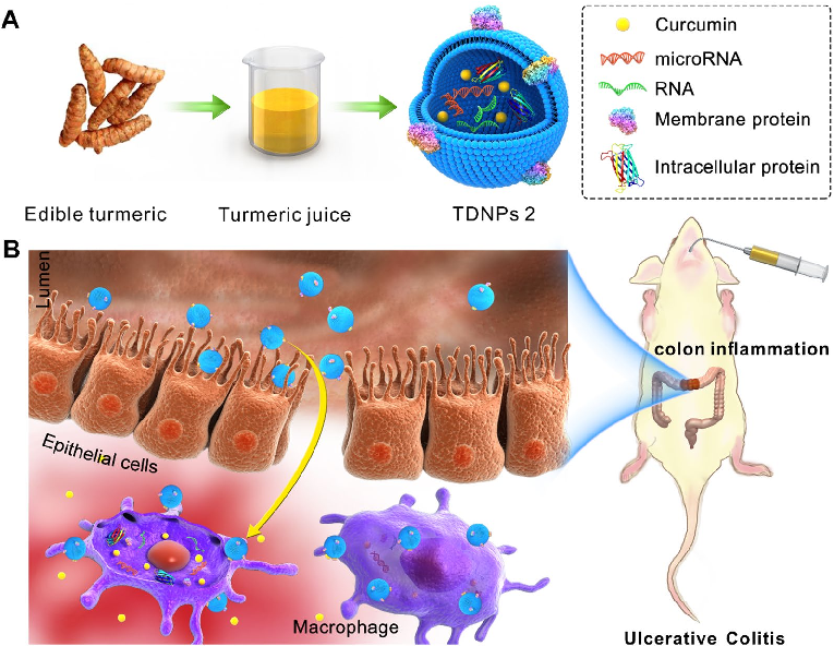 Fig. 1 Schematic illustration of turmeric-derived nanoparticles (TDNPs 2) isolation and targeted ulcerative colitis (UC) therapy via oral administration. A TDNPs 2 were isolated and purified from edible turmeric by ultracentrifugation and sucrose gradient