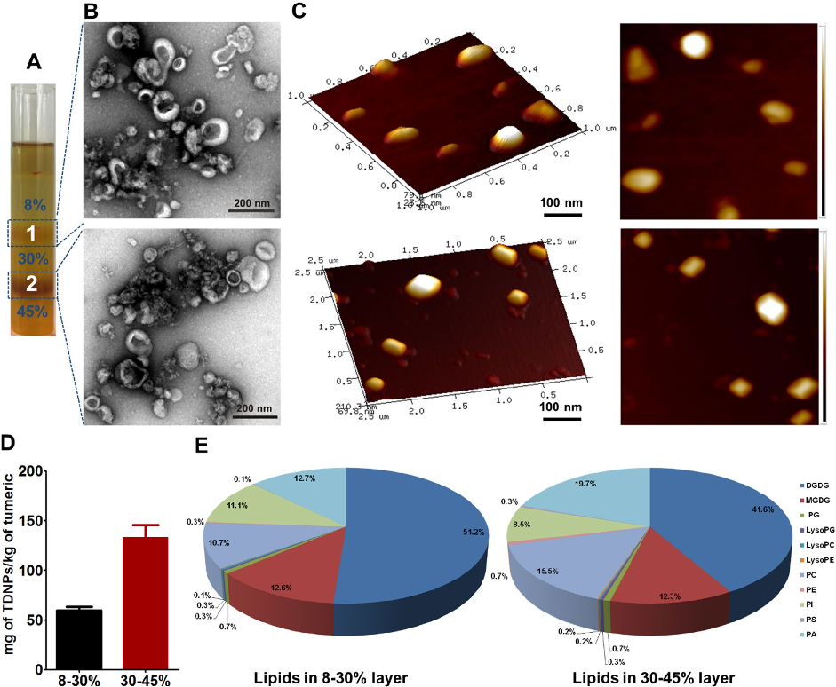 Fig. 2 Characterization of TDNPs. A TDNPs were isolated and purified by sucrose gradient ultracentrifugation, band 1 from 8%/30% interface was named TDNPs 1, and band 2 from 30%/45% interface was named TDNPs 2. B Transmission Electron Microscopy (TEM) to 