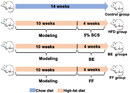 The experimental design outlines the group allocation including sodium carboxymethyl cellulose control, berberine-evodiamine combination, and fenofibrate positive control arms.