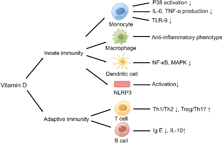 Figure 2 Vitamin D impacts the innate and adaptive immunity (By Figdraw (www.figdraw.com)). Notes: In innate immunity, vitamin D inhibit LPS-induced p38 activation and IL-6 and TNF-α production by monocytes, and downregulate TLR-9 expression after stimula