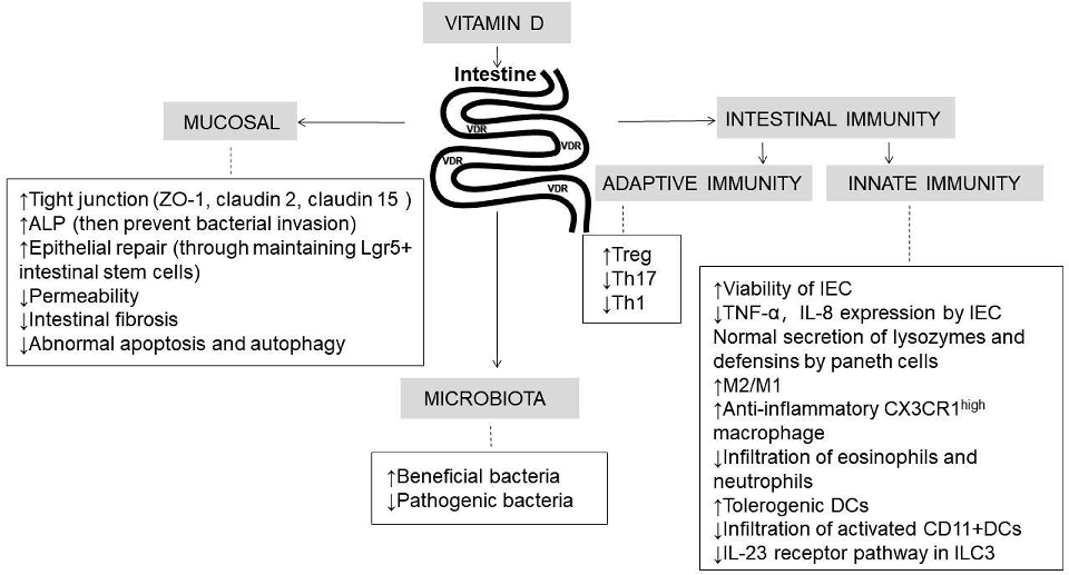 Figure 3 Vitamin D influence the development of IBD by directly impacting intestinal immunity, microbiota and the intestinal mucosal barrier. Notes: “↑” = increase/up-regulated; “↓” = decrease/down-regulated. Abbreviations: VDR, vitamin D receptor; ZO-1, 