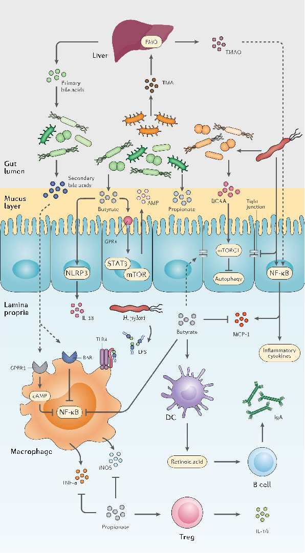 Specific bacterial taxa responsive to probiotic treatment are identified, showing differential abundance patterns that suggest strain-specific effects on gut ecosystem structure.