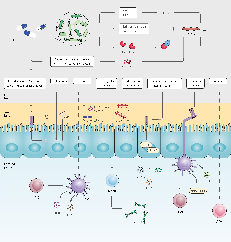 Gut microbiota structural changes following probiotic supplementation are characterized, revealing both beneficial shifts and potential disruptions depending on the host's baseline microbial composition.