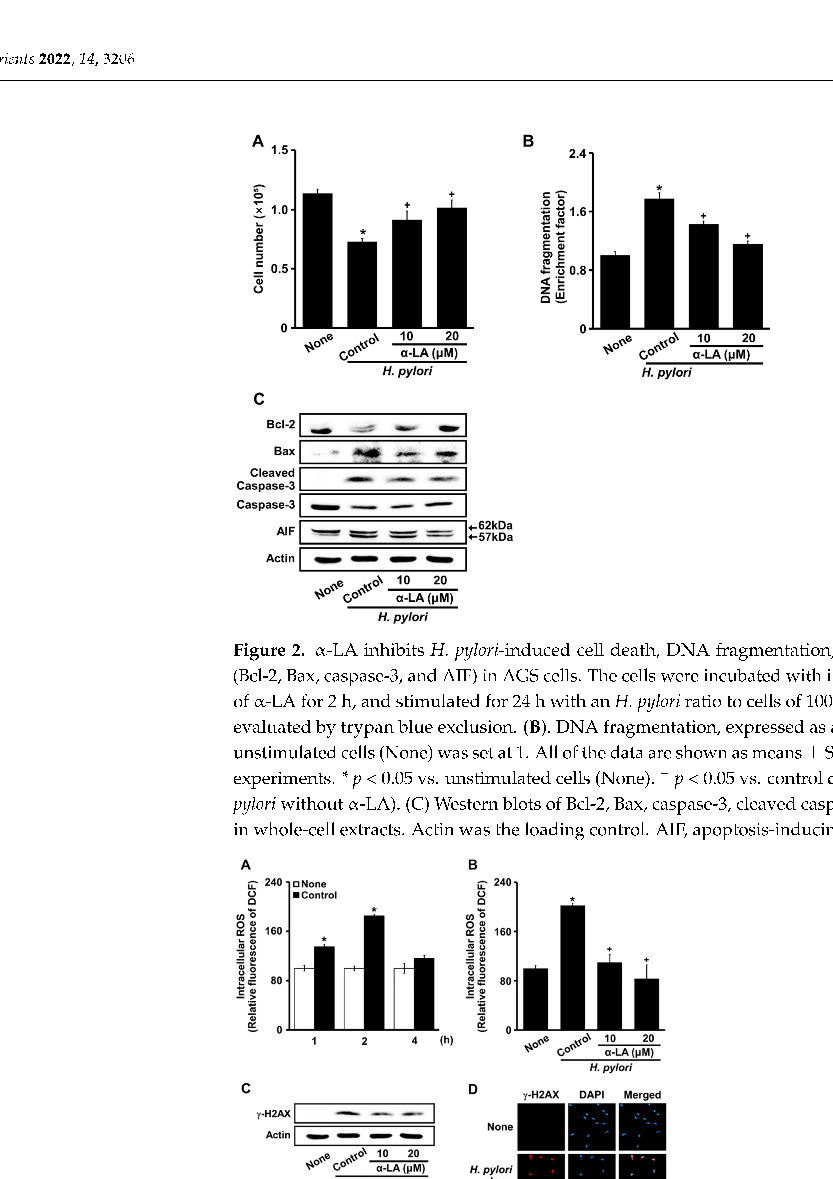Quantification of DNA double-strand break repair efficiency in H. pylori-infected gastric cells, indicating that alpha-lipoic acid supports the Ku-dependent non-homologous end joining pathway.
