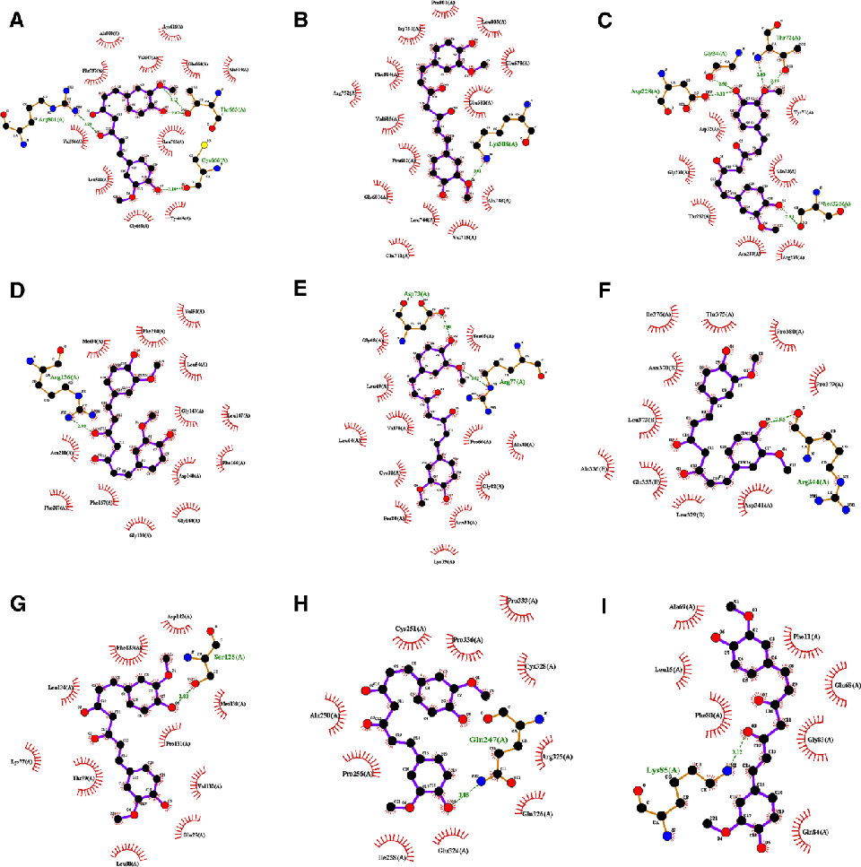 Figure 9. Molecular docking analysis of curcumin, green dashed lines represents hydrogen bond and its length. (A) Molecular docking of curcumin with CSF1R. (B) Molecular docking of curcumin with AR. (C) Molecular docking of curcumin with BACE1. (D) Molecu