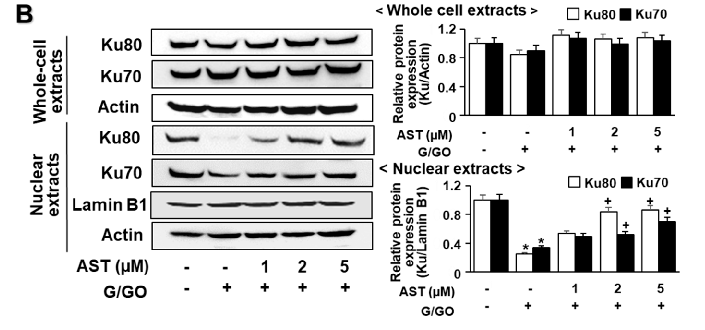 Figure 4. Astaxanthin inhibits glucose/glucose oxidase (G/GO)−induced decrease in Ku70/80 levels in whole-cell extracts and nuclear extracts in AGS cells. The cells were (A) treated with G/GO for the indicated time periods or (B) pre−treated with the indi
