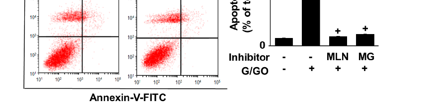 Figure 6. MLN4924 and MG132 inhibited glucose/glucose oxidase (G/GO)−induced cell death, DNA fragmentation, and apoptosis. The cells were incubated with 5 nM MLN4924 or 0.5 µM MG132 for 1 h, then stimulated with G/GO for 16 h. (A) Viable cell counts were 