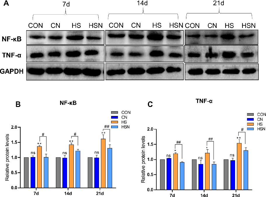 Figure 5. Protein expression levels of NF-kB and TNF-a in the ovaries. (A) The western blotting results of NF-kB and TNF-a. (B, C) Quantiﬁcation of NF-kB and TNF-a.