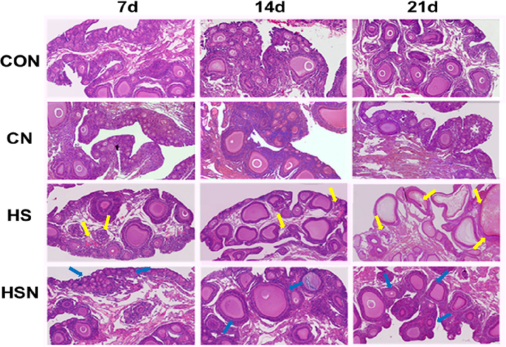 Figure 1. Results of H&amp;E staining in ovarian tissues (40 £). The sites of ovarian damage in the HS group are indicated by yellow arrows. The sites of follicular morphology in the HSN group are indicated by blue arrows.