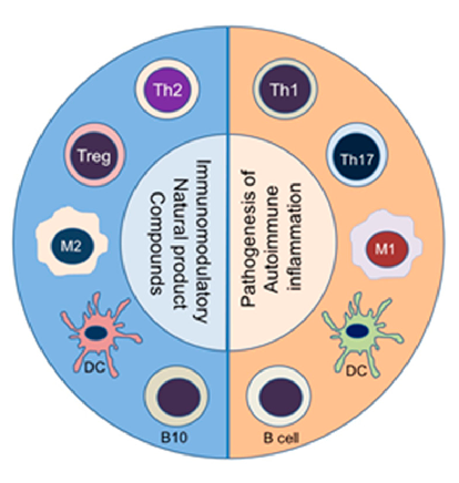 Figure 1. Immunomodulation by natural product compounds involves an altered balance between subsets of diverse immune cell types. The corresponding pathogenic (pro-inﬂammatory) (Right panel) versus protective (anti-inﬂammatory/immunomodulatory) (Left pane