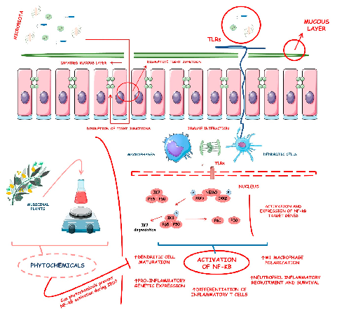 Figure 1. Inﬂammatory bowel diseases (IBD), activation of the nuclear factor-kB (NF-kB), and the possible roles of phytochemicals against this pathway activation during these diseases. ↑, increase; TLRs, Toll-like receptors; IKKα, IkappaB kinase alfa; IKK